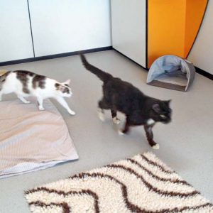 Kater Freddy (r.) mit seiner neugierigen Verfolgerin Kätzin Belly  / © 2016 Arche KaNaum (DN) Kater Freddy (r.) mit seiner neugierigen Verfolgerin Kätzin Belly / © 2016 Arche KaNaum (DN)