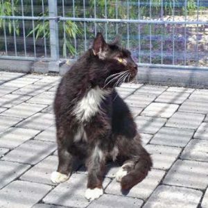 Kater Freddy / © 2016 Arche KaNaum (DN) Kater Freddy / © 2016 Arche KaNaum (DN)