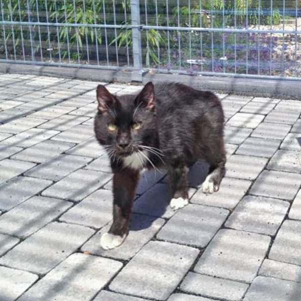 Kater Freddy / © 2016 Arche KaNaum (DN) Kater Freddy / © 2016 Arche KaNaum (DN)