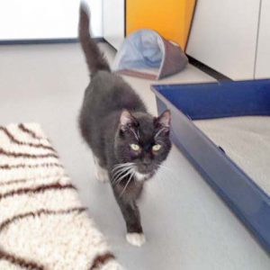 Kater Freddy / © 2016 Arche KaNaum (DN) Kater Freddy / © 2016 Arche KaNaum (DN)