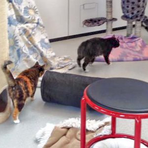 Kätzin Nala (v.) beäugt neugierig Kater Freddy  / © 2016 Arche KaNaum (DN) Kätzin Nala (v.) beäugt neugierig Kater Freddy / © 2016 Arche KaNaum (DN)