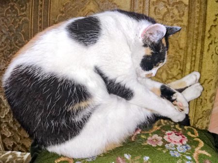 Kätzin Pia / © 2016 Privat