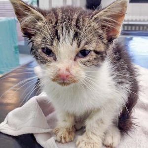 Streuner-Katerchen Maxi / © 2016 Arche KaNaum (DN)