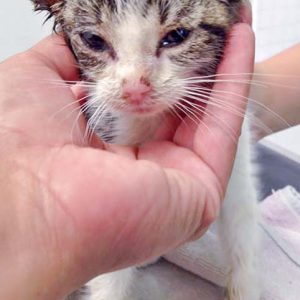 Streuner-Katerchen Maxi / © 2016 Arche KaNaum (DN)