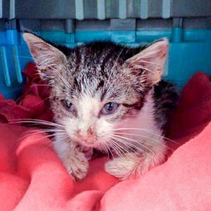 Streuner-Katerchen Maxi / © 2016 Arche KaNaum (DN)