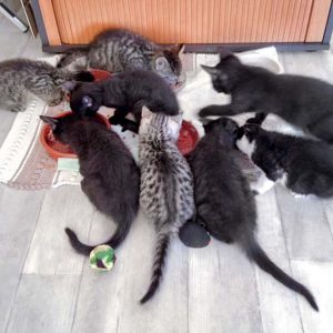 Fütterung der Baby-Raubtiere! / © 2016 Arche KaNaum (DN)