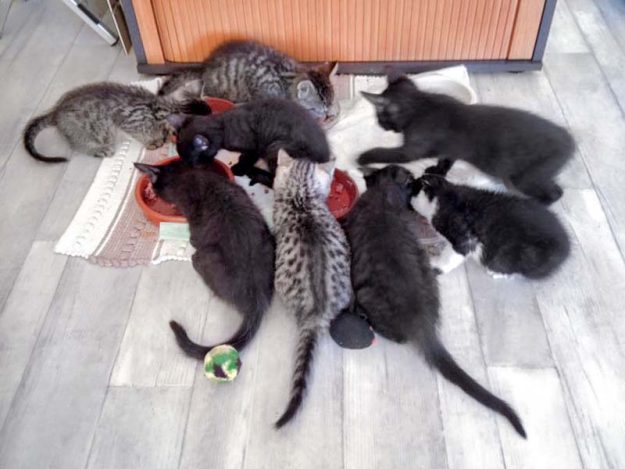 Fütterung der Baby-Raubtiere! / © 2016 Arche KaNaum (DN)