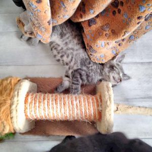 Katerchen Dino / © 2016 Arche KaNaum (DN) Katerchen Dino / © 2016 Arche KaNaum (DN)