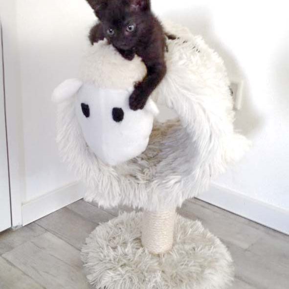 Kätzin Ebony / © 2016 Arche KaNaum (DN)