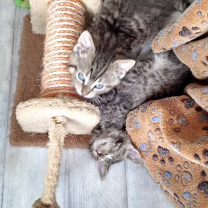 Katerchen Liban (o.) mit Bruder Dino / © 2016 Arche KaNaum (DN) Katerchen Liban (o.) mit Bruder Dino / © 2016 Arche KaNaum (DN)