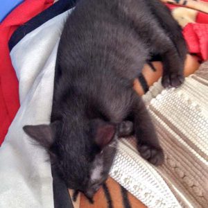 Katerchen Moritz / © 2016 Arche KaNaum (DN) Katerchen Moritz / © 2016 Arche KaNaum (DN)