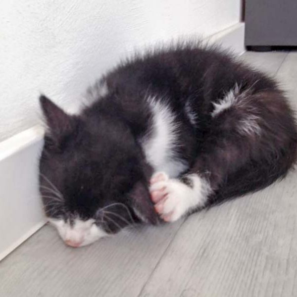 Katerchen Ralfi / © 2016 Arche KaNaum (DN) Katerchen Ralfi / © 2016 Arche KaNaum (DN)