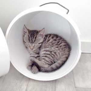 Kätzin Yukina / © 2016 Arche KaNaum (DN) Kätzin Yukina / © 2016 Arche KaNaum (DN)