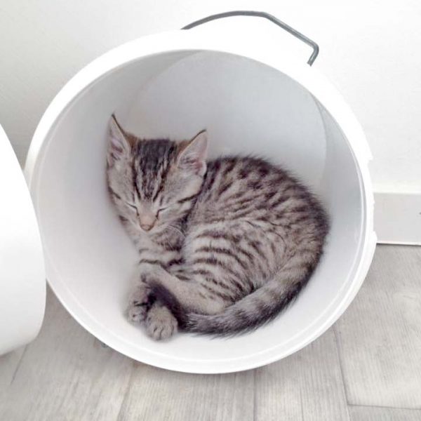 Kätzin Yukina / © 2016 Arche KaNaum (DN) Kätzin Yukina / © 2016 Arche KaNaum (DN)