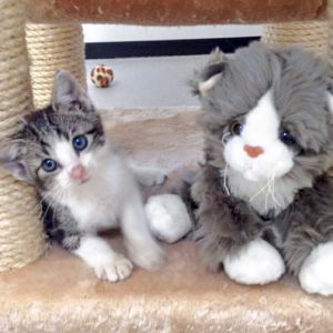 Streuner-Katerchen Maxi mit seinem neuen Stoffkumpel / © 2016 Arche KaNaum (DN)