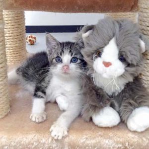 Streuner-Katerchen Maxi mit seinem neuen Stoffkumpel / © 2016 Arche KaNaum (DN)