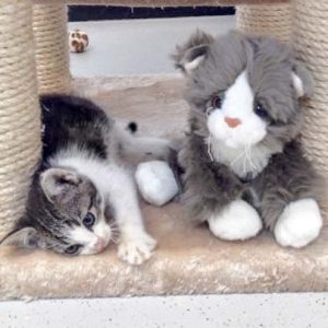 Streuner-Katerchen Maxi mit seinem neuen Stoffkumpel / © 2016 Arche KaNaum (DN)