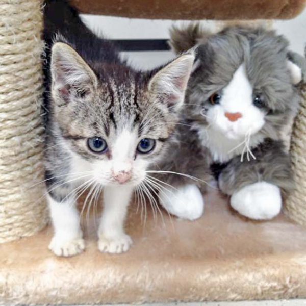 Streuner-Katerchen Maxi mit seinem neuen Stoffkumpel / © 2016 Arche KaNaum (DN)
