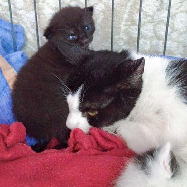 Kätzin Lisanna (r.) mit ihrem Baby Katerchen Flip  / © 2016 Arche KaNaum (DN) Kätzin Lisanna (r.) mit ihrem Baby Katerchen Flip / © 2016 Arche KaNaum (DN)