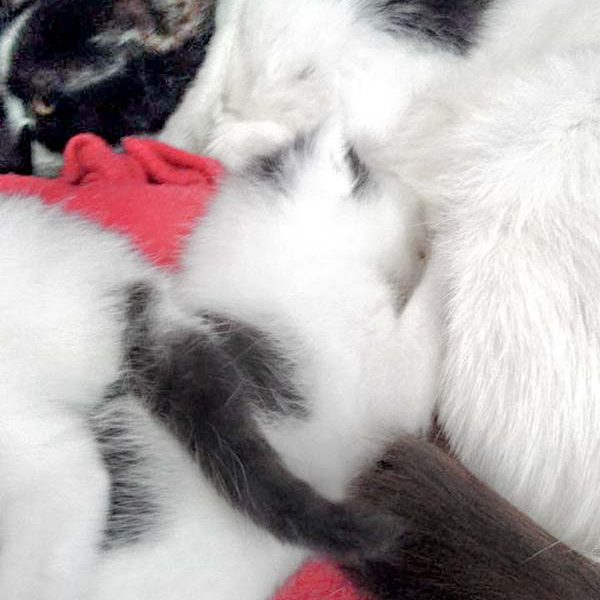 Kätzin Lisanna (r.) mit einem ihrer Babys / © 2016 Arche KaNaum (DN)