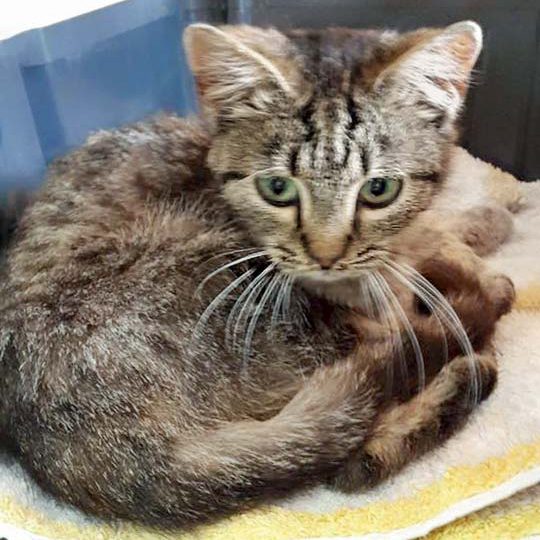 Kätzin Mirja / © 2016 Arche KaNaum (DN)