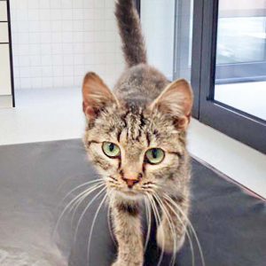 Kätzin Mirja / © 2016 Arche KaNaum (DN)