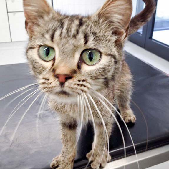 Kätzin Mirja / © 2016 Arche KaNaum (DN)