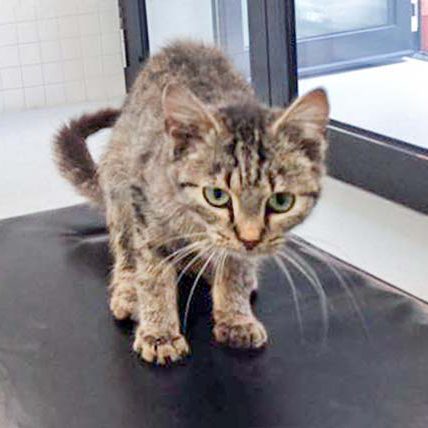 Kätzin Mirja / © 2016 Arche KaNaum (DN)