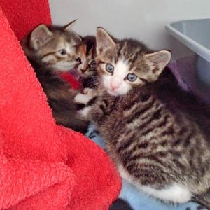 Streunerkätzchengruppe Rüdi, Drusel, Ole und Anni / © 2016 Arche KaNaum (DN)