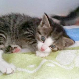 Streunerkaterchen Rüdi / © 2016 Arche KaNaum (DN)