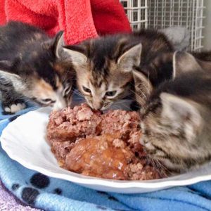 Streunerkätzchengruppe Rüdi, Drusel, Ole und Anni / © 2016 Arche KaNaum (DN)