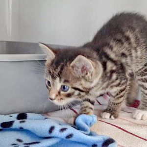 Streunerkaterchen Ole / © 2016 Arche KaNaum (DN)