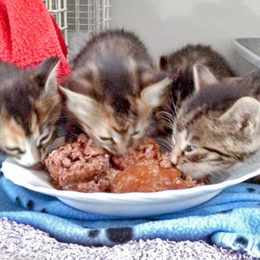 Streunerkätzchengruppe Rüdi, Drusel, Ole und Anni / © 2016 Arche KaNaum (DN)