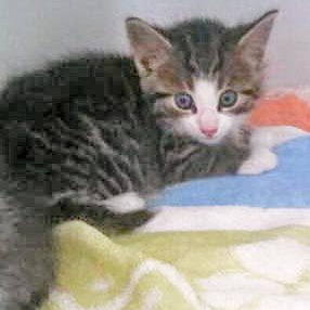 Streunerkaterchen Rüdi / © 2016 Arche KaNaum (DN)