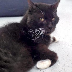 Kater Freddy  / © 2016 Arche KaNaum (DN) Kater Freddy / © 2016 Arche KaNaum (DN)