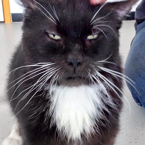 Kater Freddy  / © 2016 Arche KaNaum (DN) Kater Freddy / © 2016 Arche KaNaum (DN)