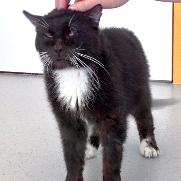 Kater Freddy / © 2016 Arche KaNaum (DN) Kater Freddy / © 2016 Arche KaNaum (DN)