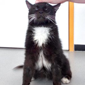 Kater Freddy  / © 2016 Arche KaNaum (DN) Kater Freddy / © 2016 Arche KaNaum (DN)