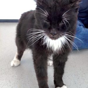 Kater Freddy  / © 2016 Arche KaNaum (DN) Kater Freddy / © 2016 Arche KaNaum (DN)