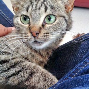 Kätzin Mirja / © 2016 Arche KaNaum (DN)