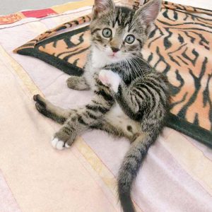 Katerchen Ole / © 2016 Arche KaNaum (OS)