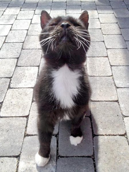 Kater Freddy / © 2016 Arche KaNaum (DN)