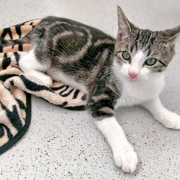 Kater Maxi / © 2016 Arche KaNaum (OS)