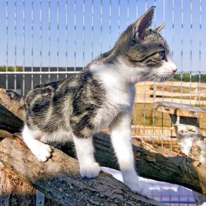 Kater Maxi / © 2016 Arche KaNaum (OS)