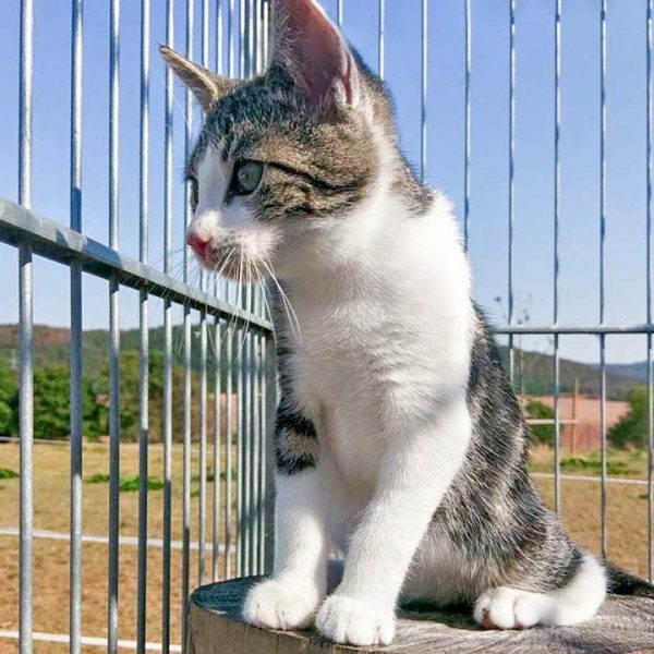 Kater Maxi / © 2016 Arche KaNaum (OS)