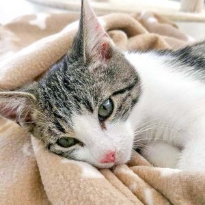 Kater Maxi / © 2016 Arche KaNaum (OS)