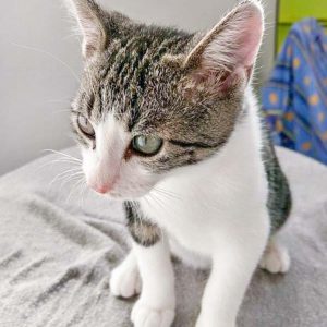 Kater Maxi / © 2016 Arche KaNaum (OS)