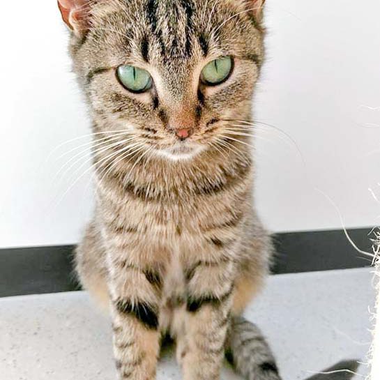 Kätzin Mirja / © 2016 Arche KaNaum (OS)