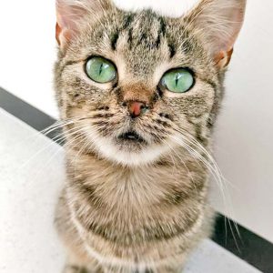 Kätzin Mirja / © 2016 Arche KaNaum (OS)