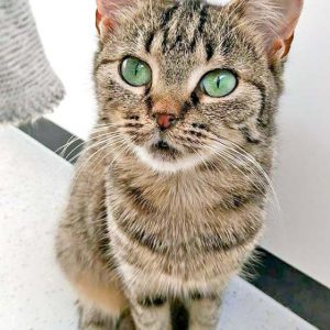 Kätzin Mirja / © 2016 Arche KaNaum (OS)